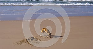Wild dingo, Fraser Island, Australia photo