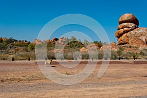 Wild dingo near Devils Marbles