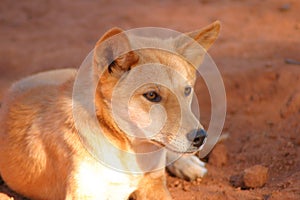 A wild dingo in outback Australia. photo