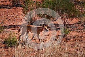 Wild dingo walking on the bush, looking for food. Wild dog, male, light brown tan color, independent individual hunting. Endemic