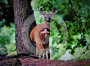 Wild doe curiously looking at something in a fores