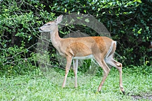 Wild doe deer in state park