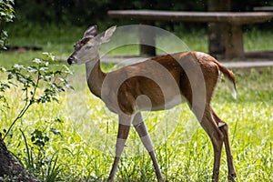 Wild doe deer in state park