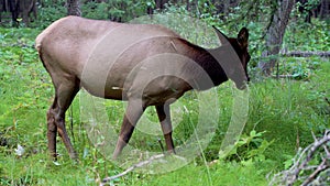 Wild doe elk eating weeds foraging in forest. Fenland Trail in summer time.