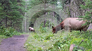 Wild doe elk eating weeds foraging in forest. Fenland Trail in summer time.