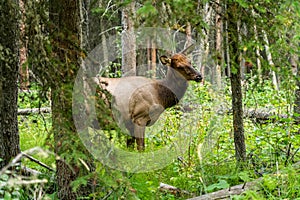 Wild doe elk resting in forest. Fenland Trail in summer sunny day. Banff National Park.