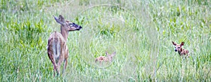 Wild doe and fawns grazing on grasses in the wild