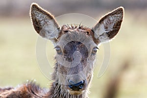 Wild doe head