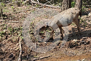 wild doe in a national park (khai yai) - thailand