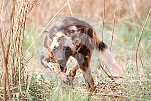 Wild Dog