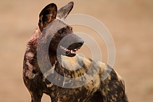 Wild Dog with bloodied neck after hunting and feeding