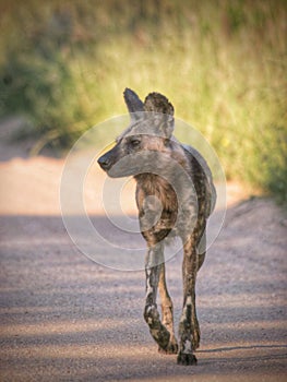 Wild dog on a dirt road