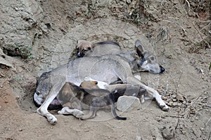 Wild dog feeding her young pups