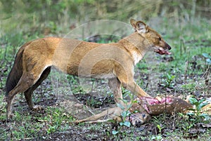 Wild dog feeding on hunted deer