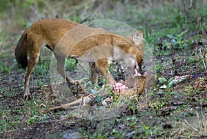 Wild dog feeding on hunted deer