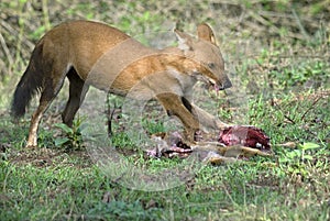 Wild dog feeding on hunted deer photo