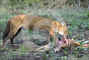 Wild dog feeding on hunted deer photo