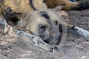 Wild dog having rest