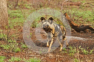 Wild dog hunt