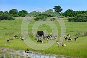 Wild Dog Hunting in Botswana, buffalo cow and calf with predator. Wildlife scene from Africa, Moremi, Okavango delta. Animal