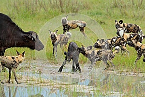 Wild Dog Hunting in Botswana, buffalo cow and calf with predator. Wildlife scene from Africa, Moremi, Okavango delta. Animal