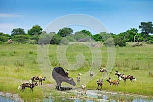 Wild Dog Hunting in Botswana, buffalo cow and calf with predator. Wildlife scene from Africa, Moremi, Okavango delta. Animal behav