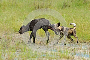 Wild Dog Hunting in Botswana, buffalo cow and calf with predator. Wildlife scene from Africa, Moremi, Okavango delta. Animal behav