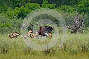 Wild Dog Hunting in Botswana, buffalo cow and calf with predator. Wildlife scene from Africa, Moremi, Okavango delta. Animal behav