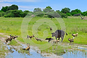 Wild Dog Hunting in Botswana, buffalo cow and calf with predator. Wildlife scene from Africa, Moremi, Okavango delta. Animal behav