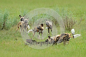 Wild Dog Hunting in Botswana, buffalo cow calf with predator. Wildlife scene from Africa, Moremi, Okavango delta. Animal behaviour