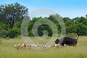 Wild Dog Hunting in Botswana, buffalo cow with predator. Wildlife scene from Africa, Moremi, Okavango delta. Animal behaviour, pac