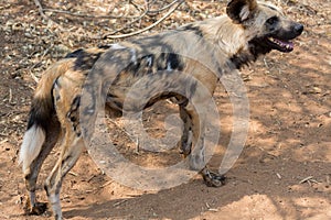 Wild dog Kruger National Park