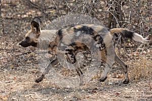 Wild dog Kruger National Park