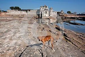 Wild dog looking for food near the water around the palace