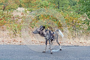 Wild dog, Lycaon Pictus, also called painted dog, peeing