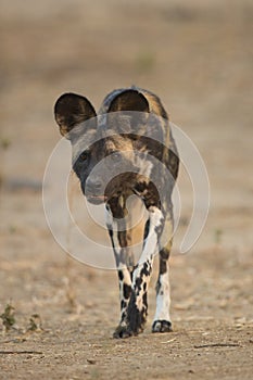 Wild Dog (Lycaon pictus) looking at camera