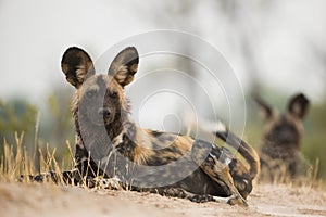 Wild Dog (Lycaon pictus) lying down