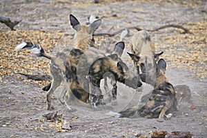 Wild Dog (Lycaon pictus) play-fighting photo