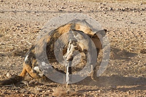 Wild Dog, Madikwe Game Reserve