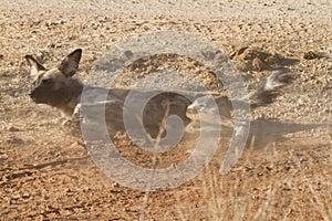 Wild Dog, Madikwe Game Reserve