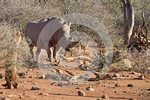 Wild Dog, Madikwe Game Reserve