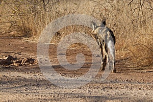 Wild Dog, Madikwe Game Reserve