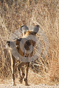 Wild Dog, Madikwe Game Reserve