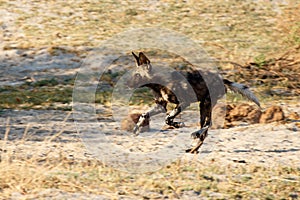 Wild Dog - Okavango Delta - Moremi N.P.
