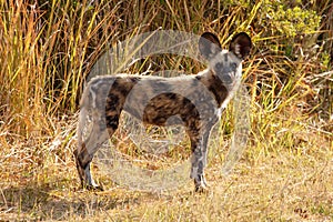 Wild Dog - Okavango Delta - Moremi N.P. photo