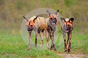 Wild dog, pack walking in the forest, Okavango detla, Botswana in Africa. Dangerous spotted animal with big ears. Hunting painted