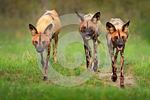 Wild dog, pack walking in the forest, Okavango detla, Botswana in Africa. Dangerous spotted animal with big ears. Hunting painted