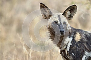 Wild dog portrait