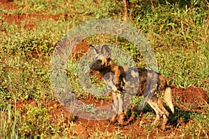 Wild dog puppy (Cape hunting dog)