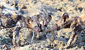 Wild Dog pups fighting over a freshly killed carcass, south luangwa, zambia